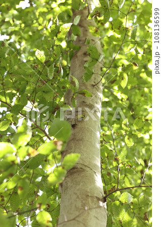 自然 植物 ブナ、灰白色で滑らかな樹皮が美しい。樹高三十メートルほどの大木にまで育ちます 自然 植物 ブナ、灰白色で滑らかな樹皮が美しい。樹高三十メートルほどの大木にまで育ちます 108136599