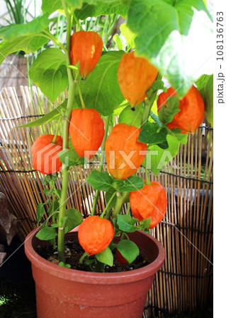 鉢で育つホオズキ 108136763