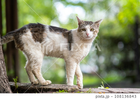 Cute white and gray cat standing outdoors on summer street. Cute white and gray cat standing outdoors on summer street. 108136843