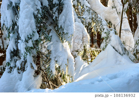 Closeup of pine tree branches covered with fresh fallen snow in winter mountain forest on cold bright day. Closeup of pine tree branches covered with fresh fallen snow in winter mountain forest on cold bright day. 108136932