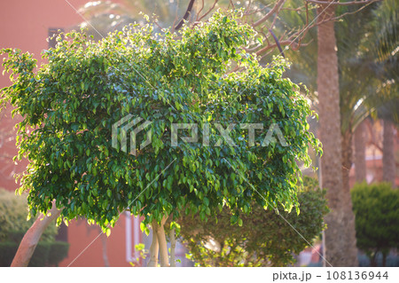 Closeup of green tropical plants in summer garden Closeup of green tropical plants in summer garden 108136944