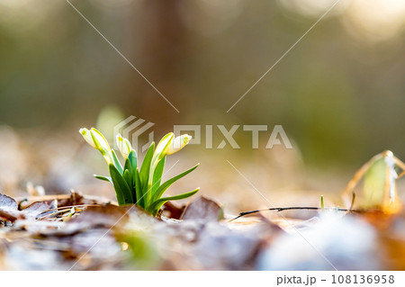 Close up view of small fresh snowdrops flowers growing among dry leaves in forest. First spring plants in woods. Close up view of small fresh snowdrops flowers growing among dry leaves in forest. First spring plants in woods. 108136958