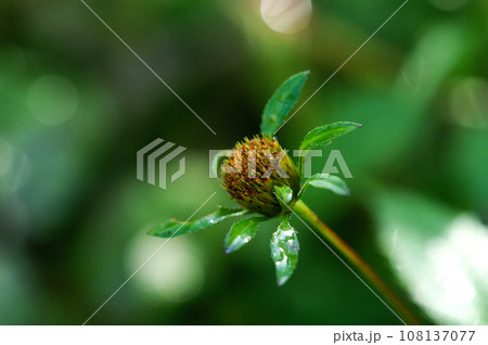 信濃川・やすらぎ堤の亜米利加栴檀草(アメリカセンダングサ)の花 108137077