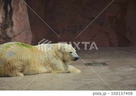 動物園のシロクマ 動物園のシロクマ 108137409