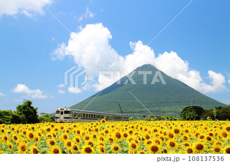 ひまわりが咲く西大山駅をかける列車の風景 ひまわりが咲く西大山駅をかける列車の風景 108137536