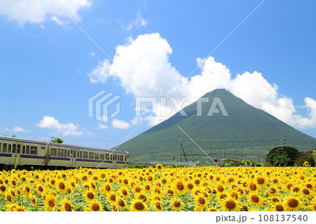 ひまわりが咲く西大山駅に向かう列車のイメージ風景 ひまわりが咲く西大山駅に向かう列車のイメージ風景 108137540