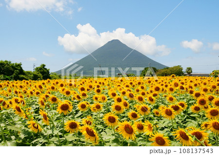 ひまわりが広がる美しい西大山駅 ひまわりが広がる美しい西大山駅 108137543