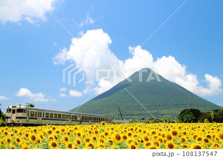 列車とひまわりと開聞岳の美しい西大山駅の景色 列車とひまわりと開聞岳の美しい西大山駅の景色 108137547