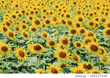 いっぱいに広がるヒマワリ畑 いっぱいに広がるヒマワリ畑 108137548