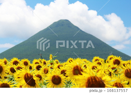 たくさんの向日葵と綺麗な開聞岳の山 108137557