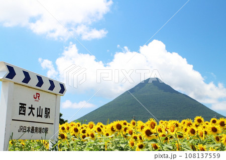 ヒマワリ畑が広がる西大山駅の風景 ヒマワリ畑が広がる西大山駅の風景 108137559