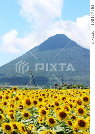 元気なヒマワリが咲き誇る西大山駅の景色 元気なヒマワリが咲き誇る西大山駅の景色 108137563