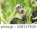 草を食べるシマリス 108137626