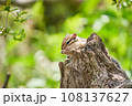 木の上でクルミを食べるシマリス 108137627