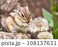 たんぽぽを食べるシマリス 108137631