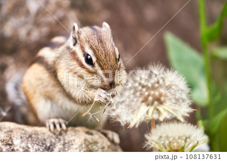 たんぽぽを食べるシマリス たんぽぽを食べるシマリス 108137631