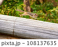 丸太の上を走り抜けるシマリス 108137635