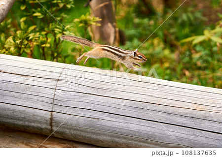 丸太の上を走り抜けるシマリス 丸太の上を走り抜けるシマリス 108137635
