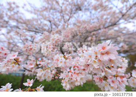 青い空と満開の桜 青い空と満開の桜 108137758