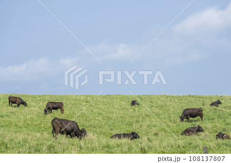 快晴の空の下 放牧されている牛達 快晴の空の下 放牧されている牛達 108137807
