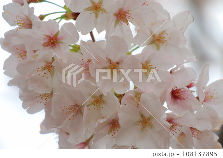 満開の桜のある風景 満開の桜のある風景 108137895