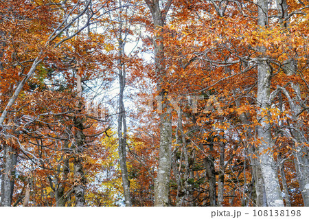 秋の山形蔵王　紅葉した蔵王連峰の風景　山形県山形市 108138198