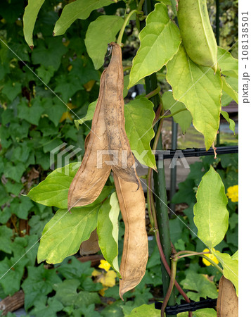 ナタマメの栽培 108138501