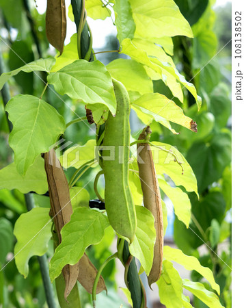 ナタマメの栽培 ナタマメの栽培 108138502