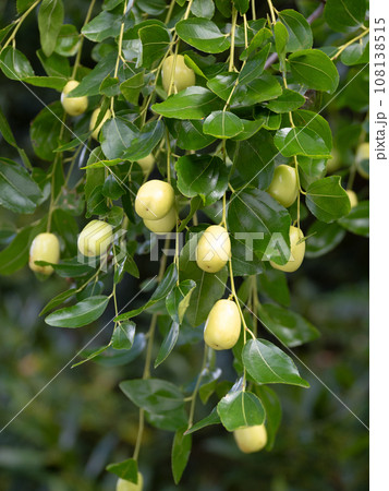 ナツメの実 108138515