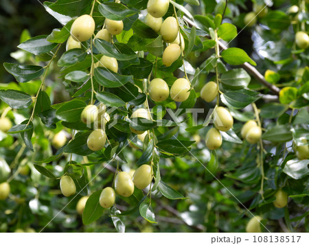 ナツメの実 108138517