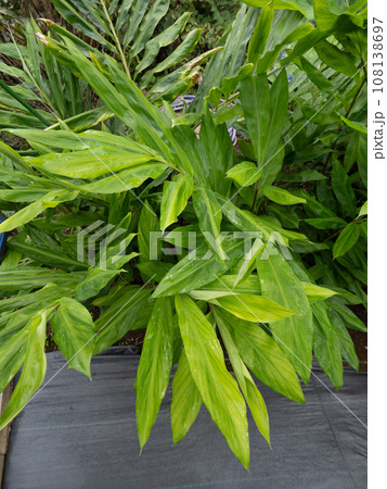 ハナショウガ 108138697