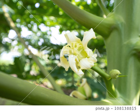 パパイヤの花 パパイヤの花 108138815