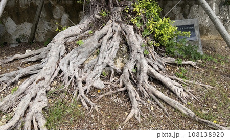まるで群がる人々のような石垣島の樹木の根 108138920
