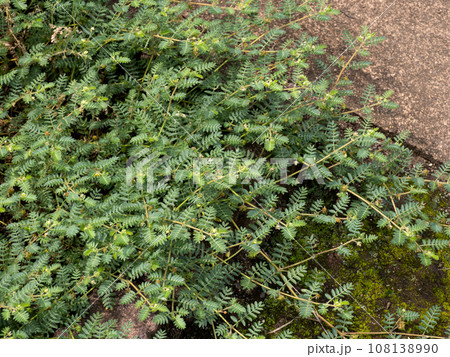 ハマビシ ハマビシ 108138990