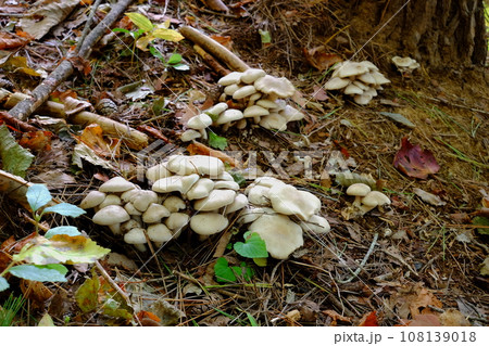 2023年猛暑後の秋　株立ちのホンシメジ 108139018