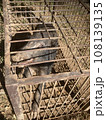 捕獲されたイノシシのオス 108139135