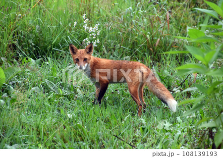 キタキツネ キタキツネ 108139193