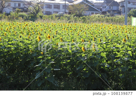 秋の公園に咲くヒマワリの花畑 秋の公園に咲くヒマワリの花畑 108139877