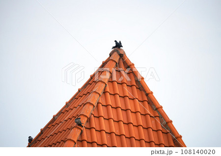 オレンジ色の屋根の上にいる鳩、ハト(Pigeons on Orange Roof) オレンジ色の屋根の上にいる鳩、ハト(Pigeons on Orange Roof) 108140020