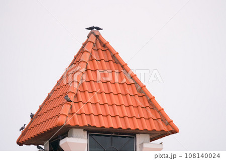 Pigeons on Orange Roof(オレンジ色の屋根の上にいる鳩、ハト) Pigeons on Orange Roof(オレンジ色の屋根の上にいる鳩、ハト) 108140024