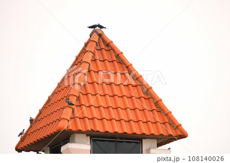 Pigeons on Orange Roof(オレンジ色の屋根の上にいる鳩、ハト) Pigeons on Orange Roof(オレンジ色の屋根の上にいる鳩、ハト) 108140026