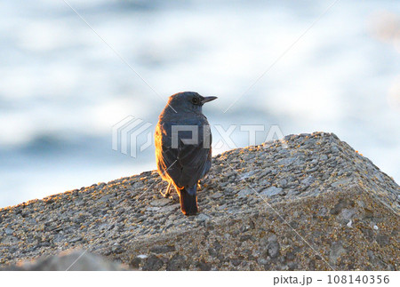 夕陽を浴びるイソヒヨドリ 108140356