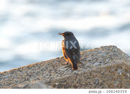 夕陽を浴びるイソヒヨドリ 108140359