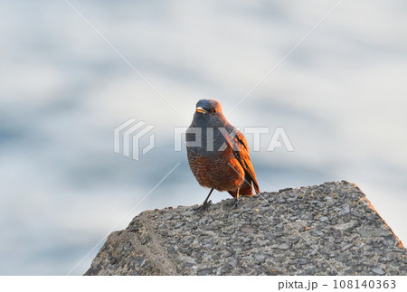 夕陽を浴びるイソヒヨドリ 108140363