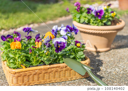 ガーデニングイメージ｜たくさんのビオラとパンジーの苗 108140402