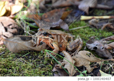 アカガエル 108140407