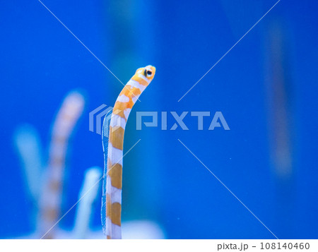 ニシキアナゴ(チンアナゴ亜種) ニシキアナゴ(チンアナゴ亜種) 108140460