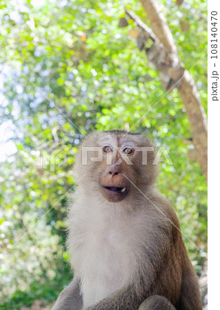 Portrait of funny surprised monkey in green jungle 108140470