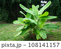 Banana tree (Musa sapientum Linn). They were planted on the ground, a tropical fruit tree native to Southeast Asia. The vegetables for cooking. 108141157