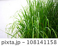 Lemongrass or Lapine or West Indian or  Cymbopogon citratus were planted on the ground, picture on white background 108141158